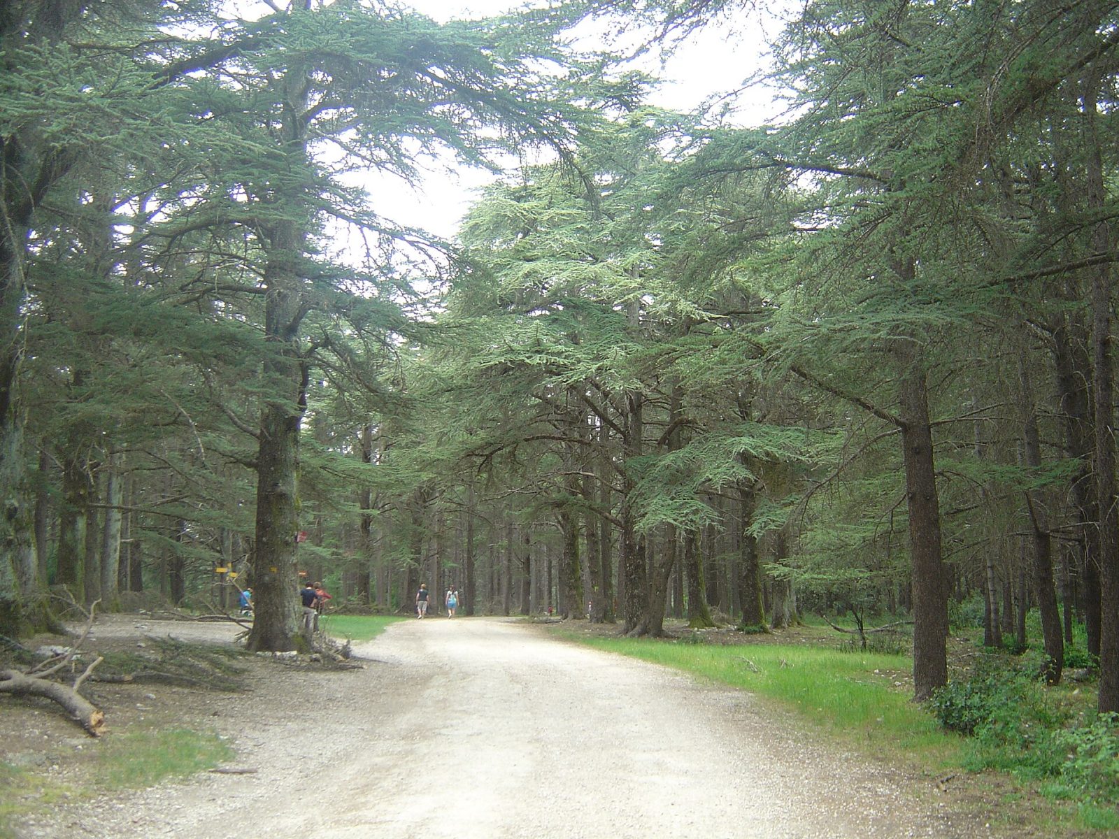 Het cederbos