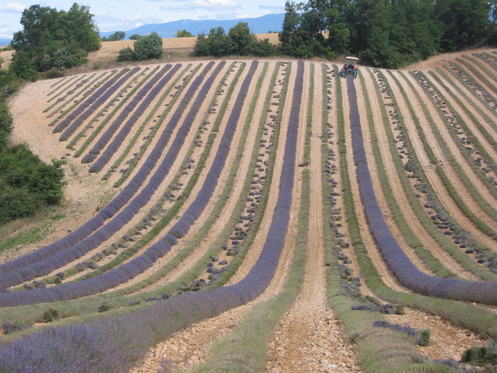 Lavendel